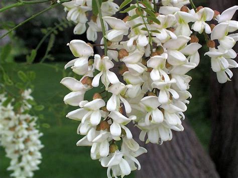 florile de salcâm alb se folosesc pentru varice și vene păianjen